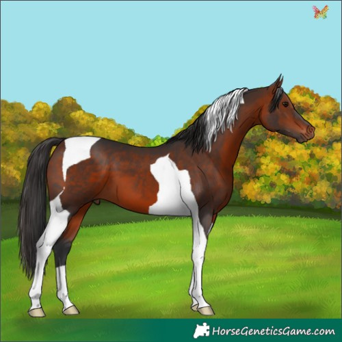 Horse Color:Brown Tobiano