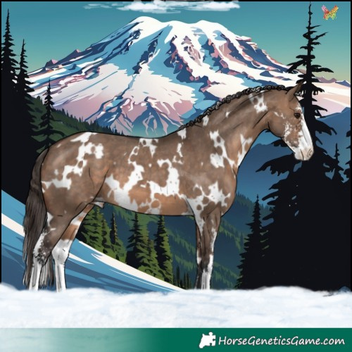 Horse Color:White Spotted Brown Dun Sabino Varnish 