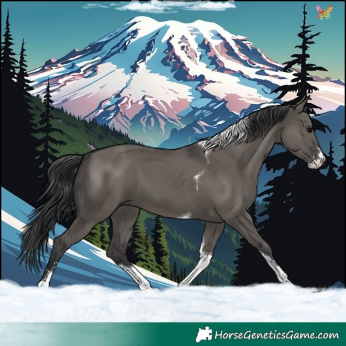 Horse Color:Grullo Sabino Tobiano 