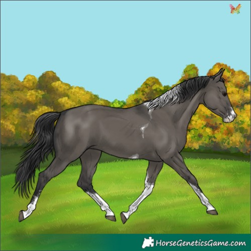 Horse Color:Grullo Sabino Tobiano 