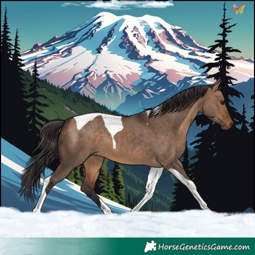 Horse Color:Bay Dun Tobiano 