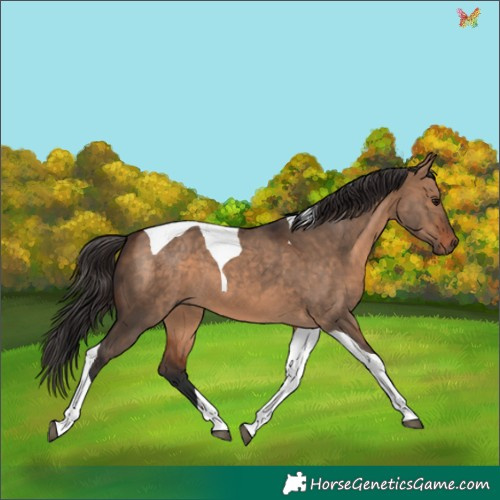 Horse Color:Bay Dun Tobiano 