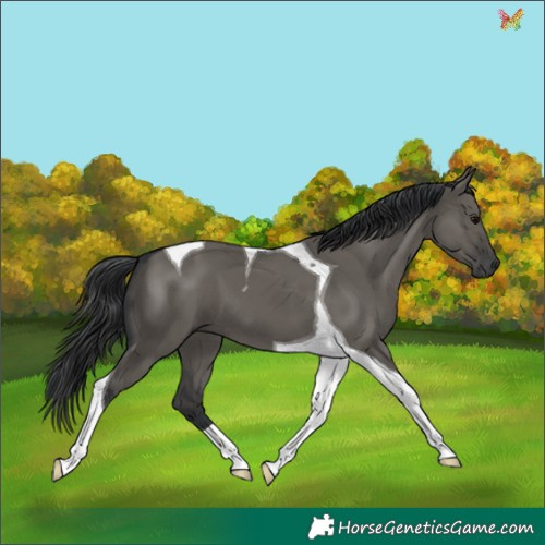 Horse Color:Grullo Tobiano 
