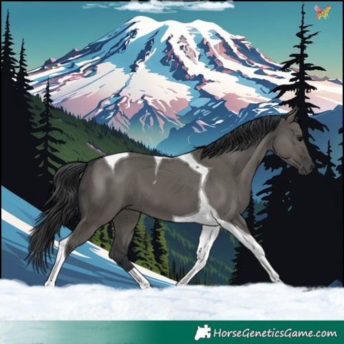 Horse Color:Grullo Tobiano 