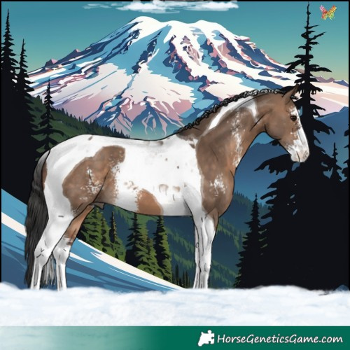Horse Color:Brown Dun Sabino Tobiano 