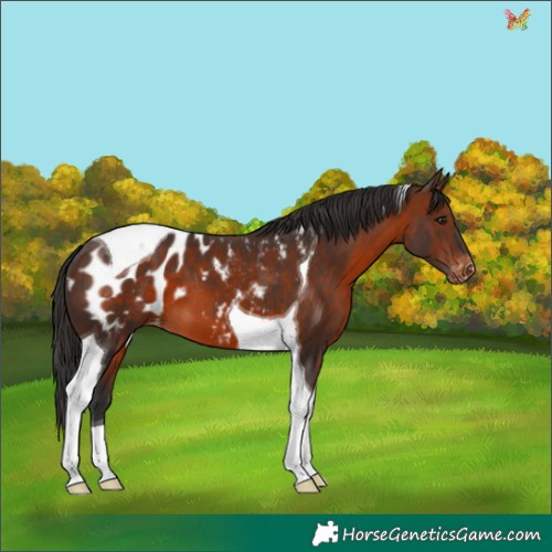 Horse Color:Brown Tobiano Appaloosa 