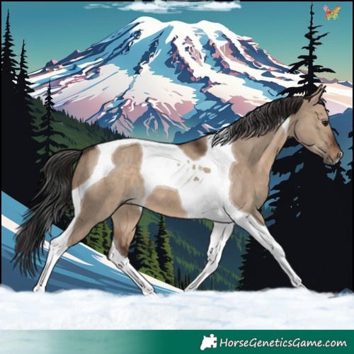 Horse Color:Brown Dun Tobiano 