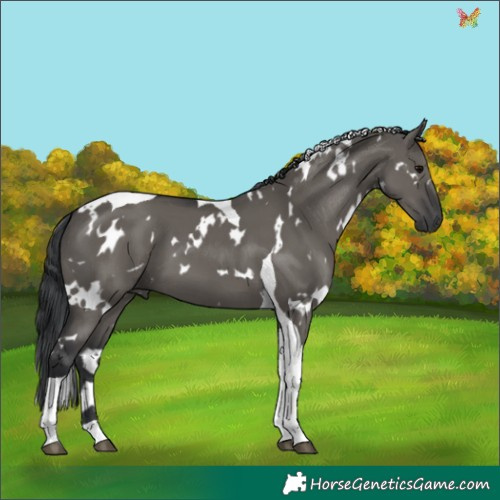 Horse Color:White Spotted Grullo Tobiano