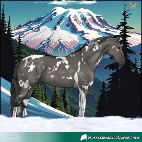Horse Color:White Spotted Grullo Tobiano 