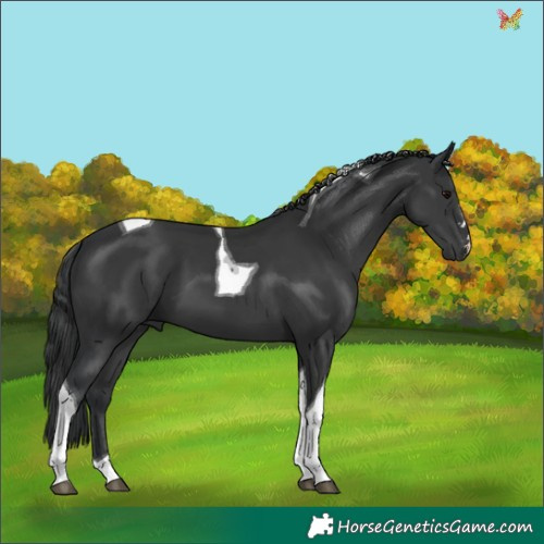 Horse Color:Black Tobiano