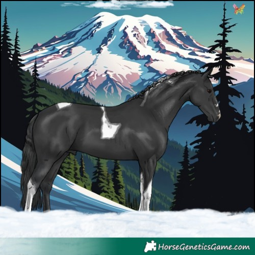Horse Color:Black Tobiano 