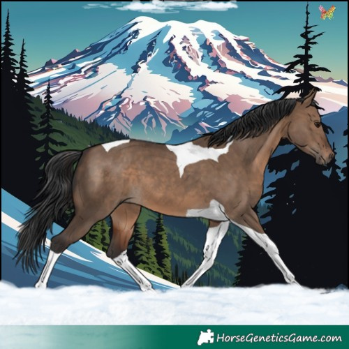 Horse Color:Brown Dun Tobiano 