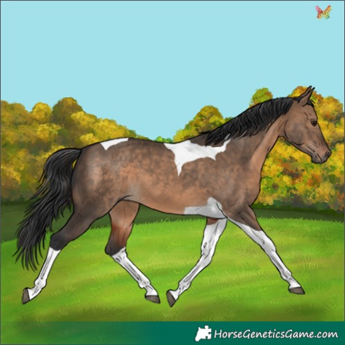 Horse Color:Brown Dun Tobiano