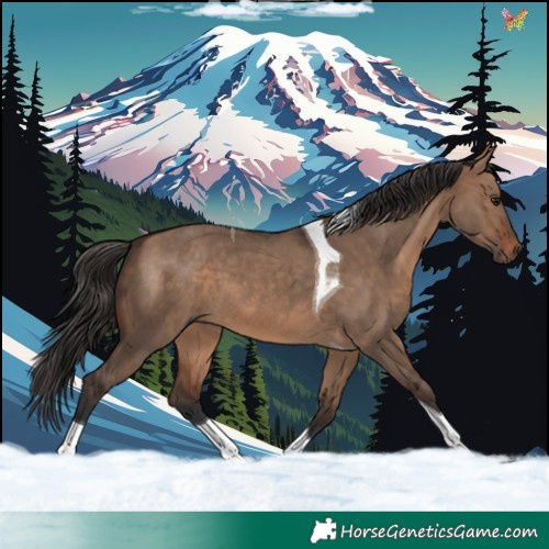 Horse Color:Brown Dun Tobiano 