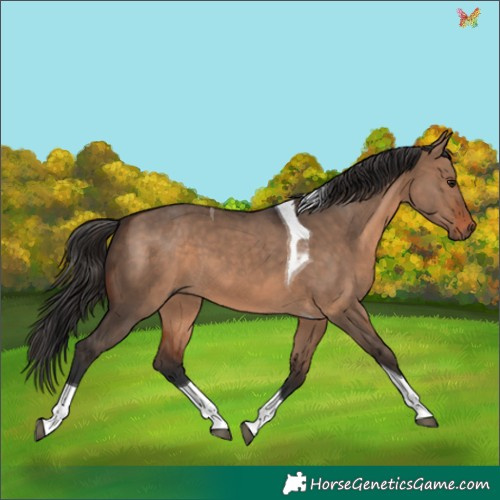 Horse Color:Brown Dun Tobiano 