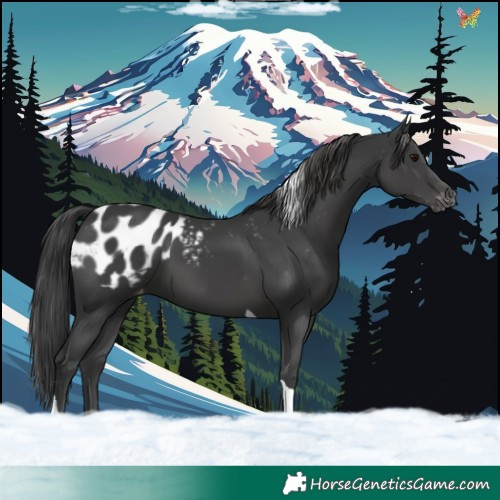 Horse Color:Black Tobiano Blanket 