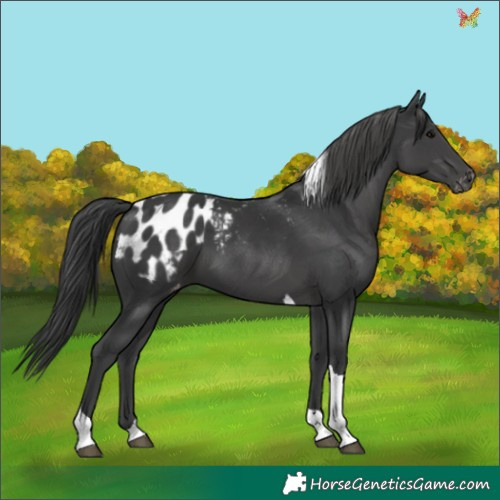 Horse Color:Black Tobiano Appaloosa