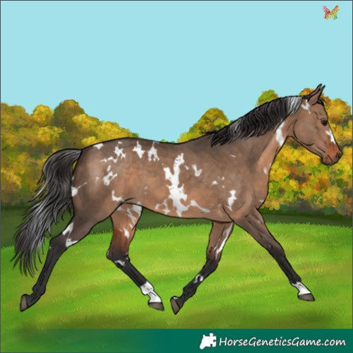 Horse Color:White Spotted Brown Dun 
