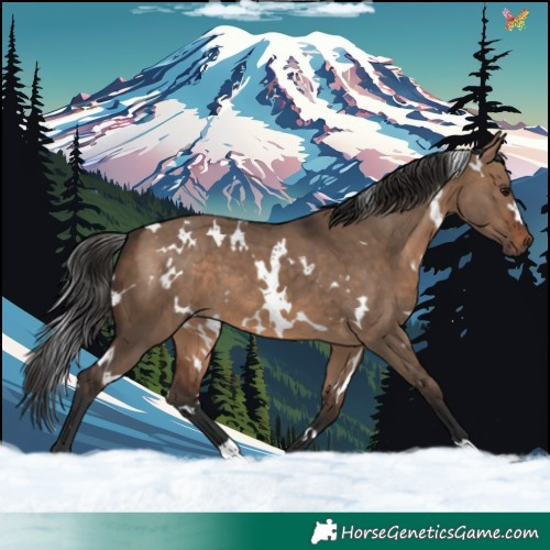 Horse Color:White Spotted Brown Dun 