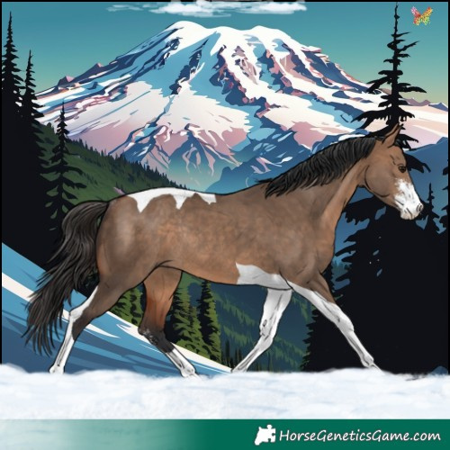 Horse Color:Bay Dun Sabino Tobiano Rabicano 