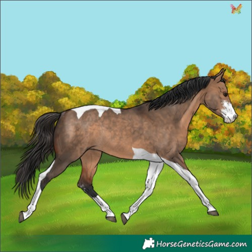 Horse Color:Bay Dun Sabino Tobiano Rabicano