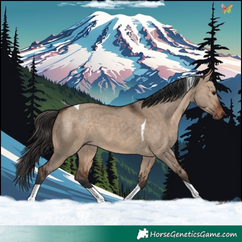Horse Color:Bay Dun Tobiano 