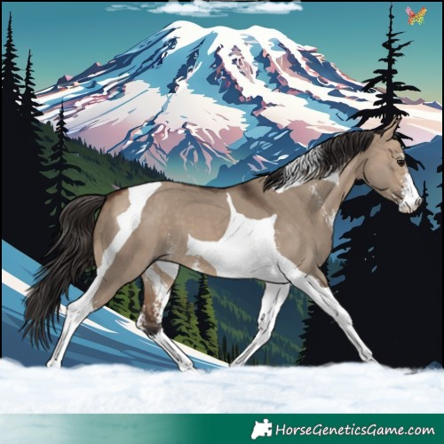 Horse Color:Bay Dun Sabino Tobiano 