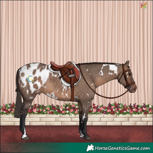 Horse Color:White Spotted Brown Dun Blanket Rabicano 