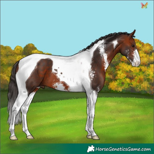 Horse Color:Bay Sabino Tobiano 