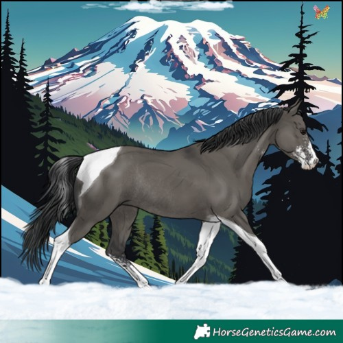 Horse Color:Grullo Sabino Tobiano Rabicano 