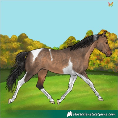 Horse Color:Brown Dun Tobiano 