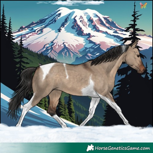 Horse Color:Brown Dun Tobiano 