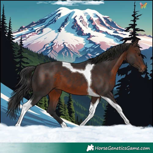 Horse Color:Brown Tobiano 