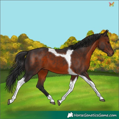 Horse Color:Brown Tobiano 