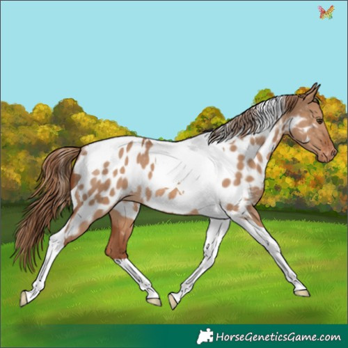 Horse Color:Red Dun Tobiano Appaloosa Rabicano 