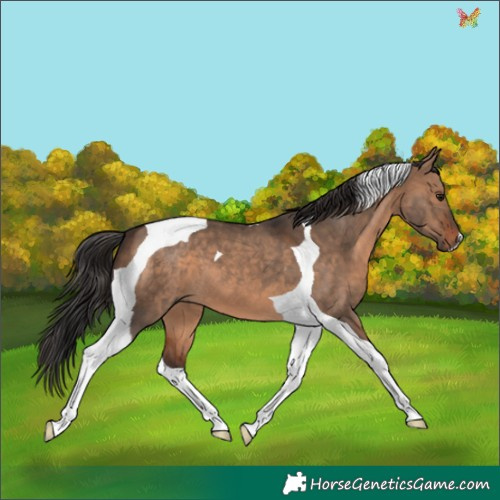 Horse Color:Brown Dun Tobiano 