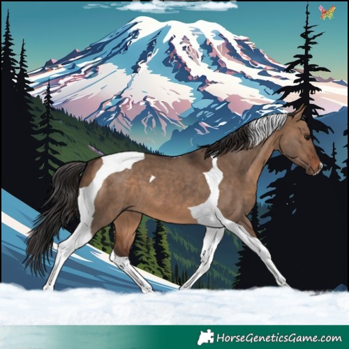 Horse Color:Brown Dun Tobiano 