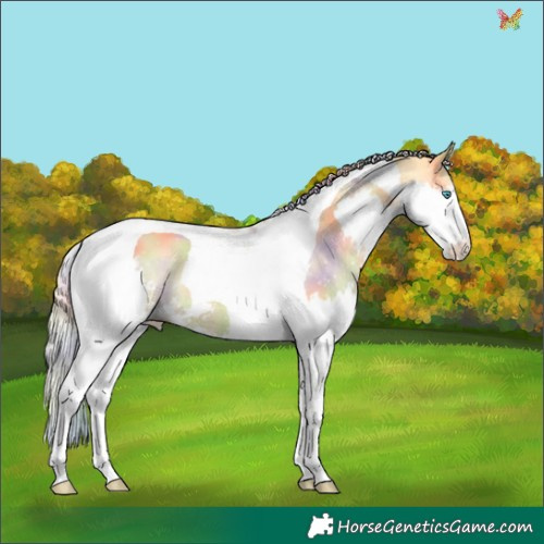 Horse Color:Nacre Palomino Dun Splash Tobiano 