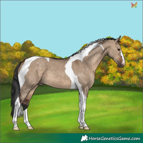 Horse Color:Brown Dun Tobiano 