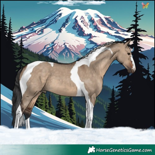 Horse Color:Brown Dun Tobiano 