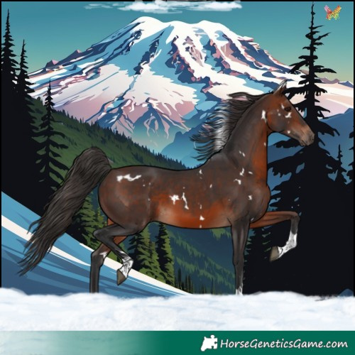 Horse Color:White Spotted Brown Tobiano Rabicano 
