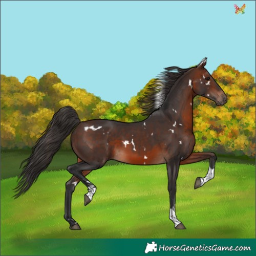 Horse Color:White Spotted Brown Tobiano Rabicano 