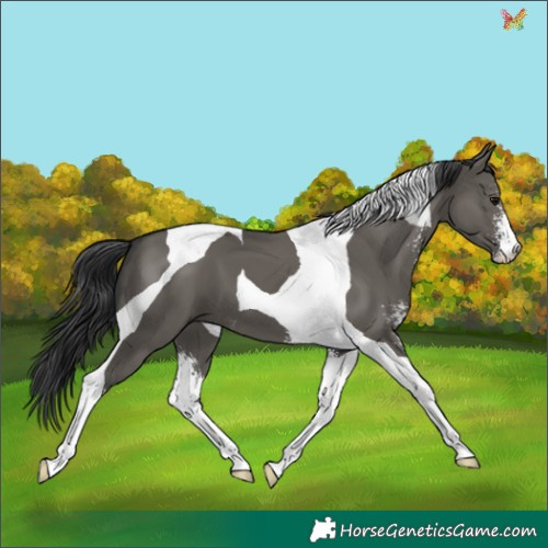 Horse Color:Grullo Sabino Tobiano