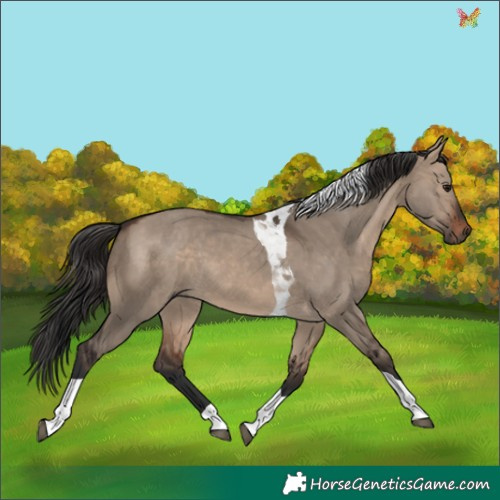 Horse Color:Brown Dun Tobiano 