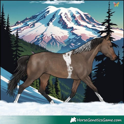 Horse Color:Brown Dun Tobiano 