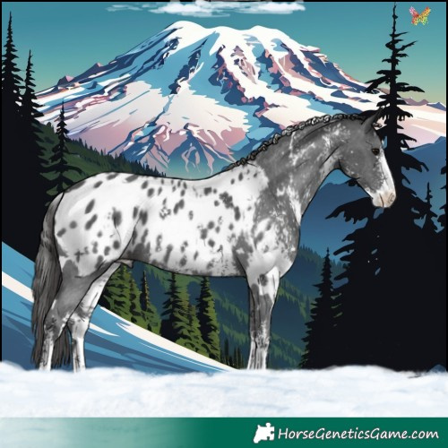 Horse Color:White Spotted Black Sabino Blanket 