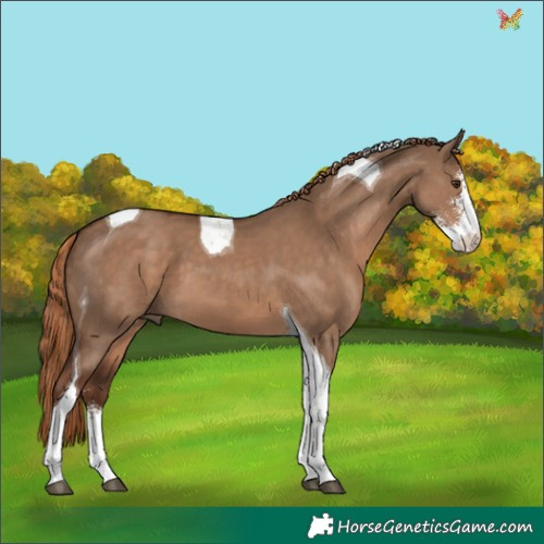 Horse Color:Liver Red Dun Sabino Tobiano