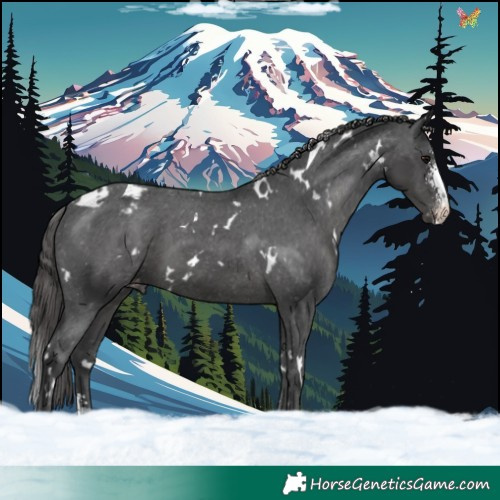 Horse Color:White Spotted Black Sabino Appaloosa 