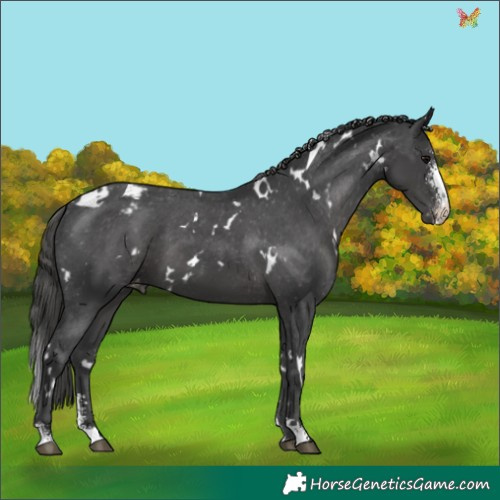 Horse Color:White Spotted Black Sabino Appaloosa