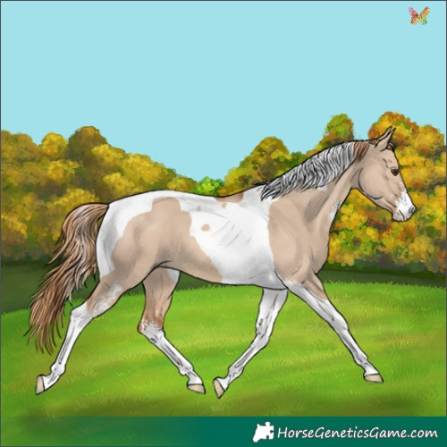 Horse Color:Red Dun Sabino Tobiano 
